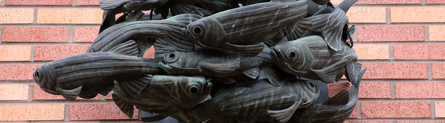 school of fish A sculpture of a school of fish swimming together to symbolize concurrent degrees.